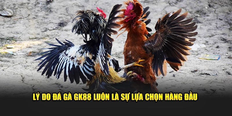 Lý do đá gà GK88 luôn là sự lựa chọn hàng đầu