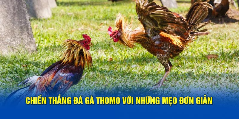 Chiến thắng đá gà Thomo với những mẹo đơn giản