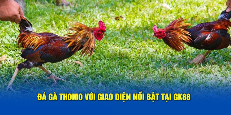 Đá gà Thomo với giao diện nổi bật tại GK88